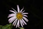 Climbing aster